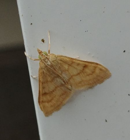 Paracorsia repandalis 