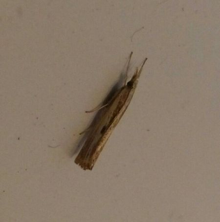 Agriphila inquinatella  - Thomas Lux