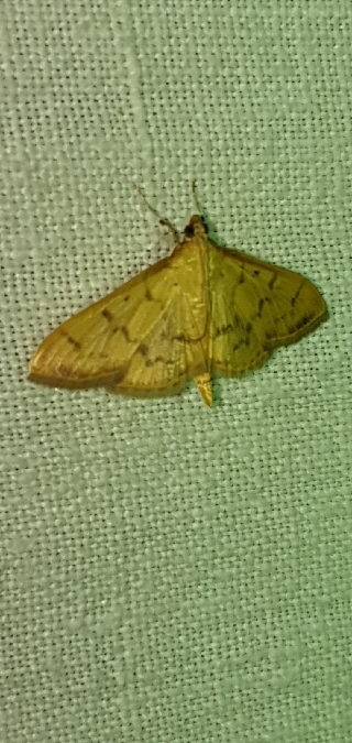 Pleuroptya balteata  - Melchior Viallet
