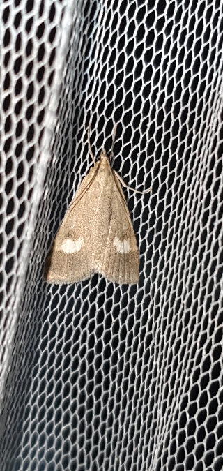 Botys alpin  - Melchior Viallet