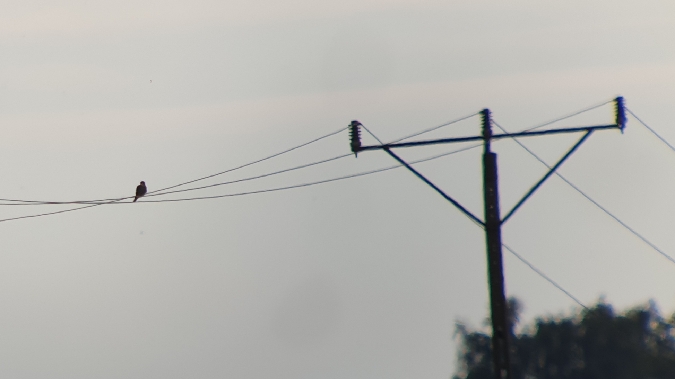 Rotfussfalke  - Krzysztof Jankowski