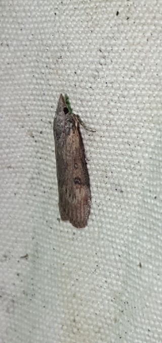 Lamoria anella  - Melchior Viallet