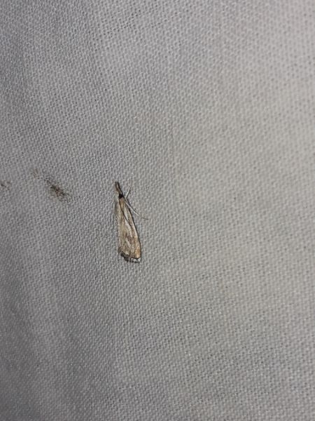 Catoptria verellus  - Sylvain Lethuillier