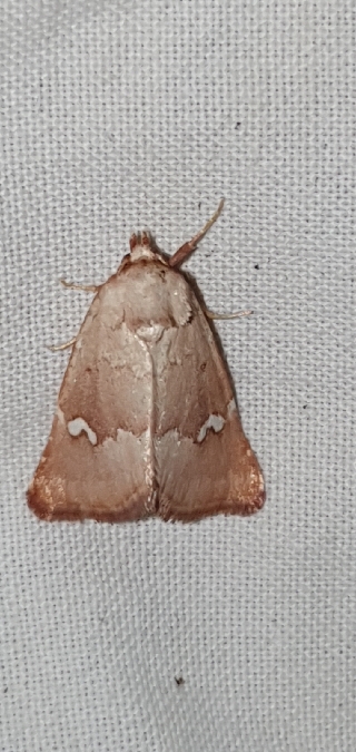 Haemerosia renalis  - Melchior Viallet