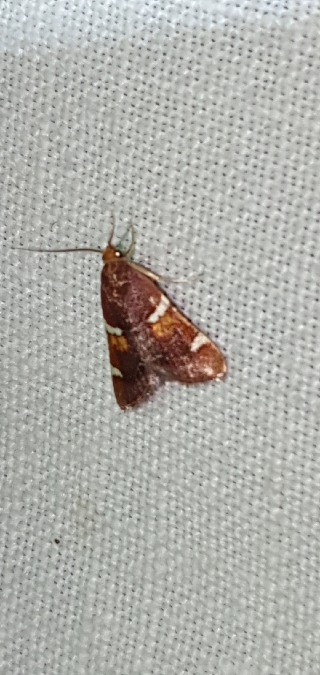 Pyralis regalis  - Melchior Viallet