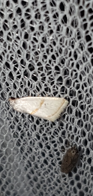 Eublemma pura  - Melchior Viallet