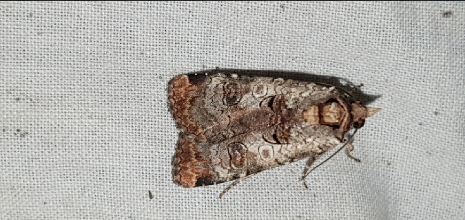 Epilecta linogrisea  - Melchior Viallet