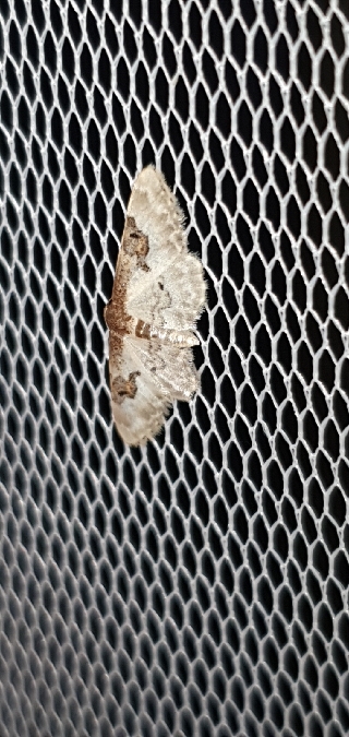 Idaea mustelata  - Melchior Viallet