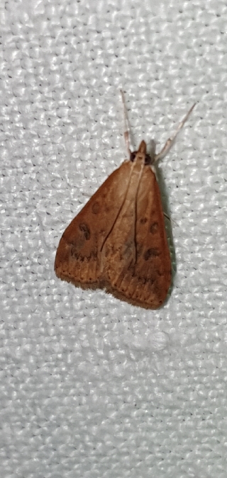Udea ferrugalis  - Melchior Viallet