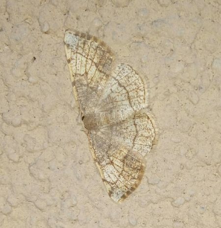 Stegania cararia  - Thomas Lux