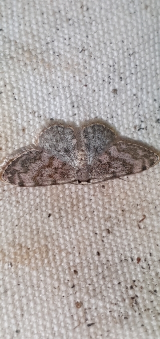 Glossotrophia asellaria  - Melchior Viallet