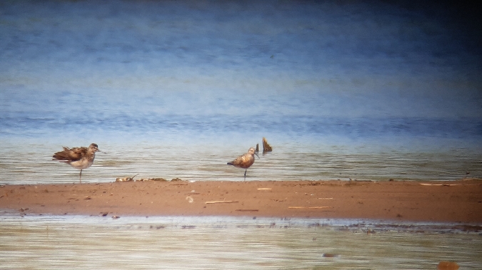 Sichelstrandläufer  - Krzysztof Sokołowski