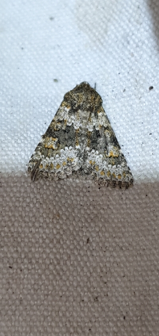 Hecatera dysodea  - Melchior Viallet