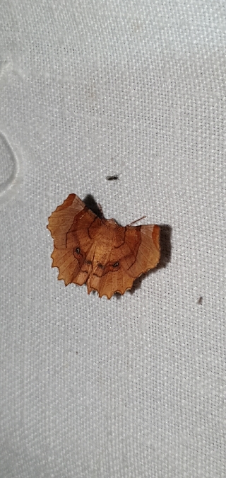 Selenia lunularia  - Melchior Viallet