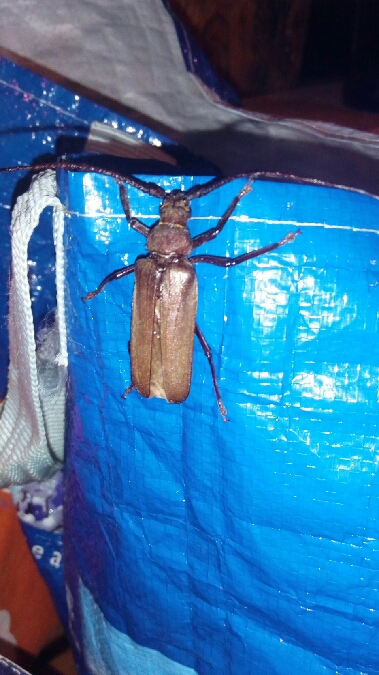 Aegosoma scabricorne  - Thomas Lux