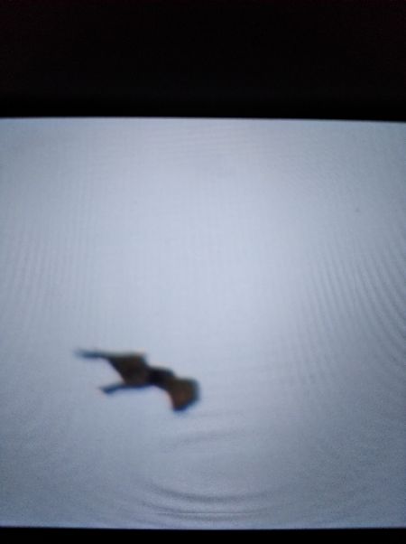 Circaète Jean-le-Blanc  - Andrzej Lipiński