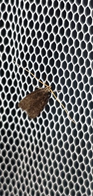 Homaloxestis briantiella  - Melchior Viallet