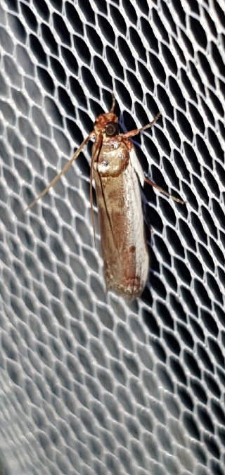 Denticera divisella  - Melchior Viallet