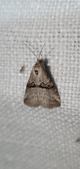 Zebeeba falsalis  - Melchior Viallet