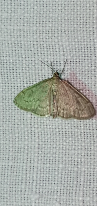 Anania fuscalis  - Melchior Viallet