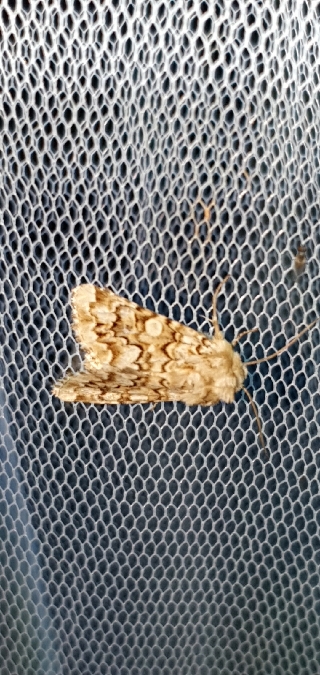 Hadena irregularis  - Melchior Viallet