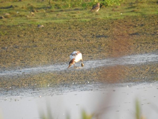 ohar  - Szymon Sendera