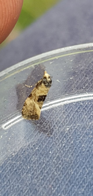 Cochylis pallidana  - Melchior Viallet
