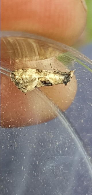 Cochylis pallidana  - Melchior Viallet