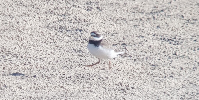 sieweczka obrożna  - Łukasz Janocha