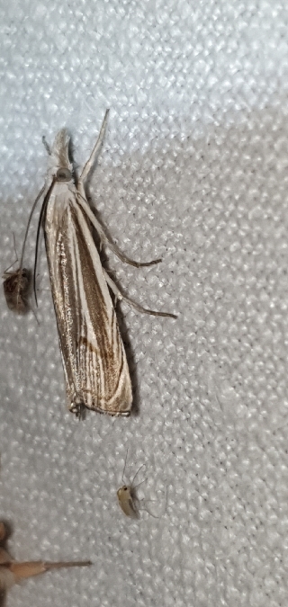 Mesocrambus pallidellus  - Melchior Viallet