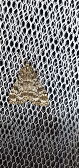 Eudonia sudetica  - Melchior Viallet
