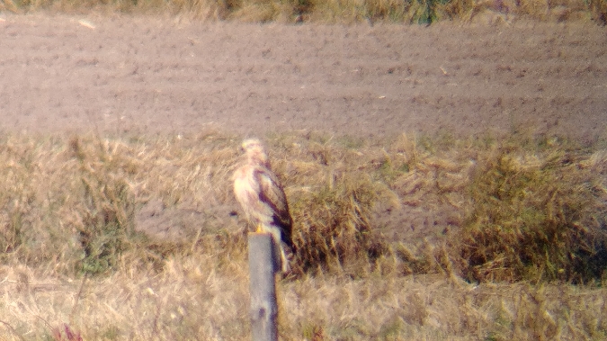 Long-legged Buzzard  - Monika Żochowska