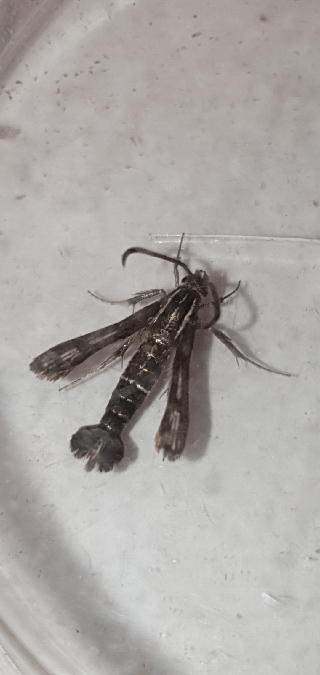 Chamaesphecia leucopsiformis  - Melchior Viallet