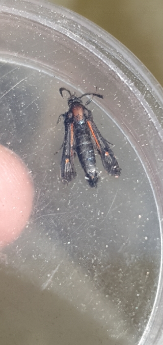 Bembecia ichneumoniformis  - Melchior Viallet