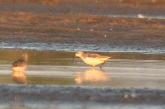 Teichwasserläufer  - Łukasz Krajewski