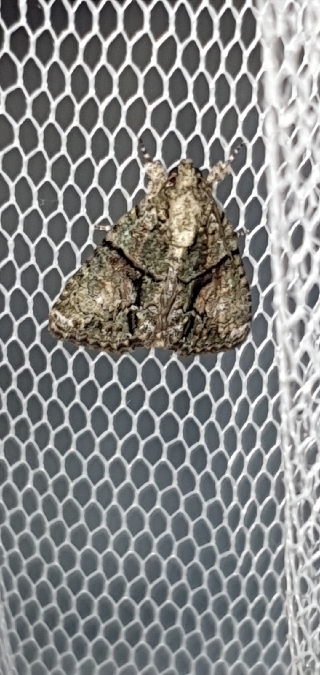Cryphia ochsi / algae / pallida  - Melchior Viallet
