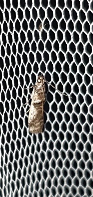 Pseudacrobasis tergestella  - Melchior Viallet