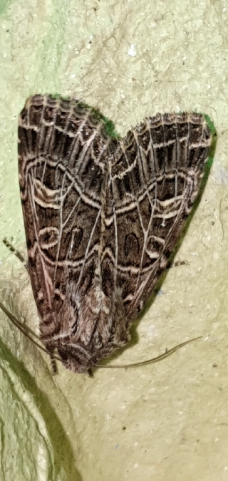 Sideridis reticulata  - Melchior Viallet