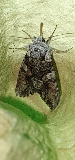 Lacanobia contigua  - Melchior Viallet