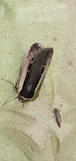 Ochropleura leucogaster  - Melchior Viallet