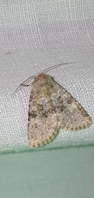Polymixis dubia  - Melchior Viallet