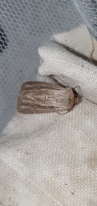 Leucania comma  - Melchior Viallet