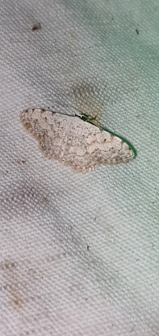 Scopula submutata  - Melchior Viallet