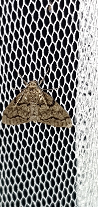 Tephronia sepiaria  - Melchior Viallet