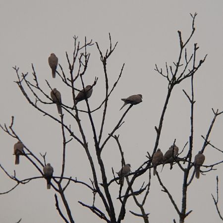 Türkentaube  - Krzysztof Sokołowski