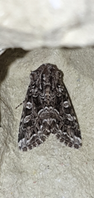 Papestra biren  - Melchior Viallet