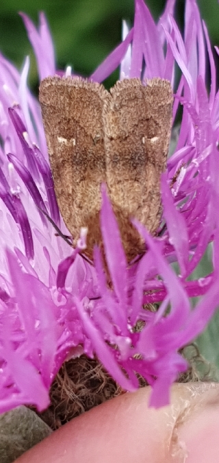 Lasionycta imbecilla  - Melchior Viallet