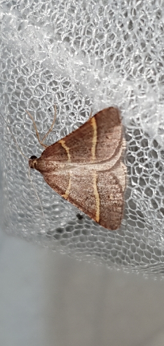 Petrophora narbonea  - Melchior Viallet