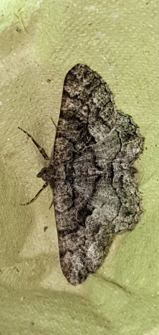 Peribatodes ilicaria  - Melchior Viallet