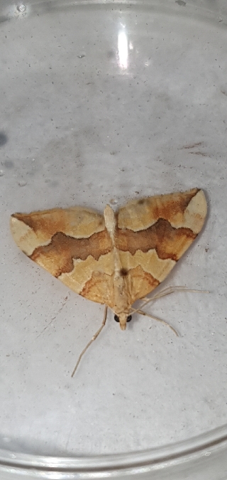 Cidaria fulvata  - Melchior Viallet